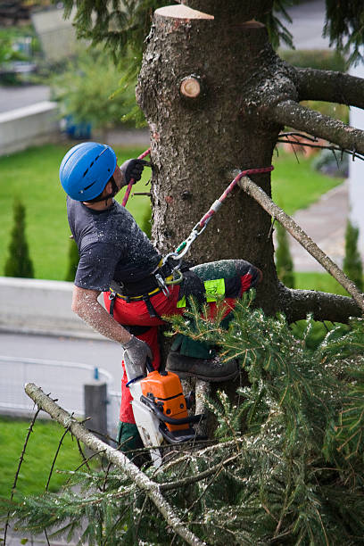 Best Emergency Tree Removal  in Mila Doce, TX