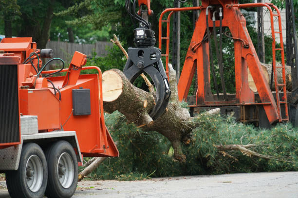 Lawn Watering Services in Mila Doce, TX